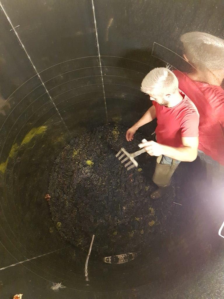 LES VENDANGES AUX CHAMPAGNES HORIOT PÈRE ET FILS – LES RICEYS