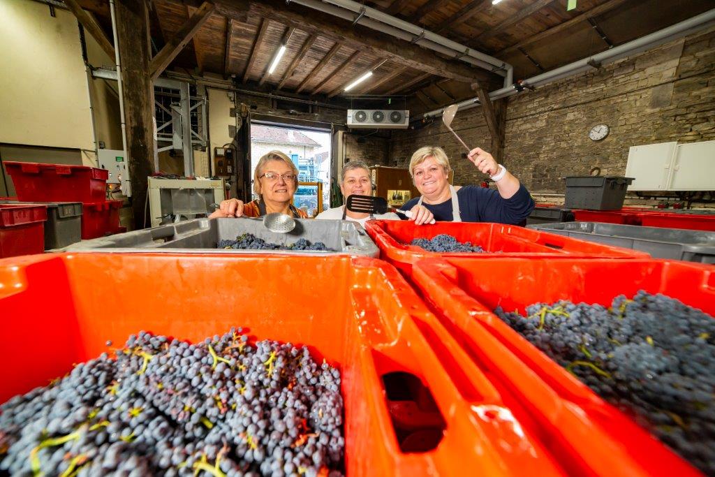 LES VENDANGES AUX CHAMPAGNES HORIOT PÈRE ET FILS – LES RICEYS