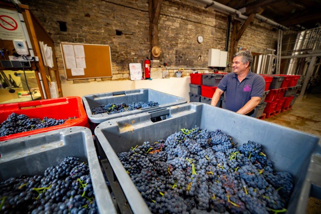 LES VENDANGES AUX CHAMPAGNES HORIOT PÈRE ET FILS – LES RICEYS