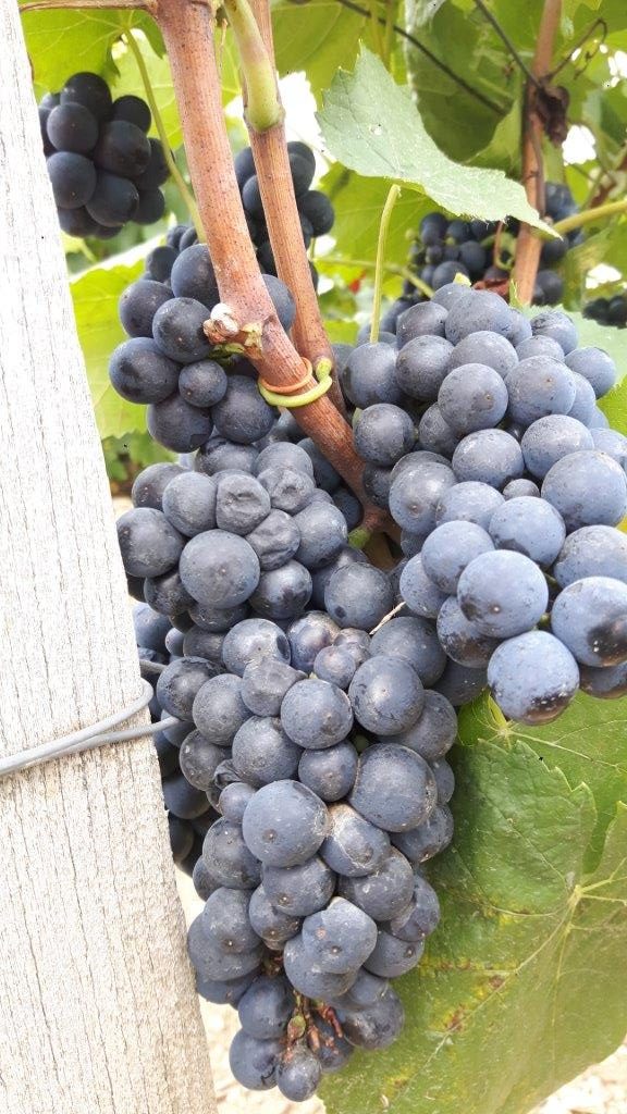 LES VENDANGES AUX CHAMPAGNES HORIOT PÈRE ET FILS – LES RICEYS