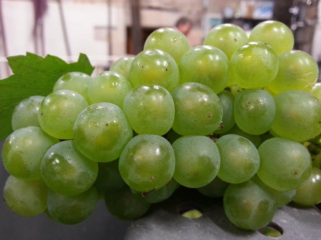 LES VENDANGES AUX CHAMPAGNES HORIOT PÈRE ET FILS – LES RICEYS