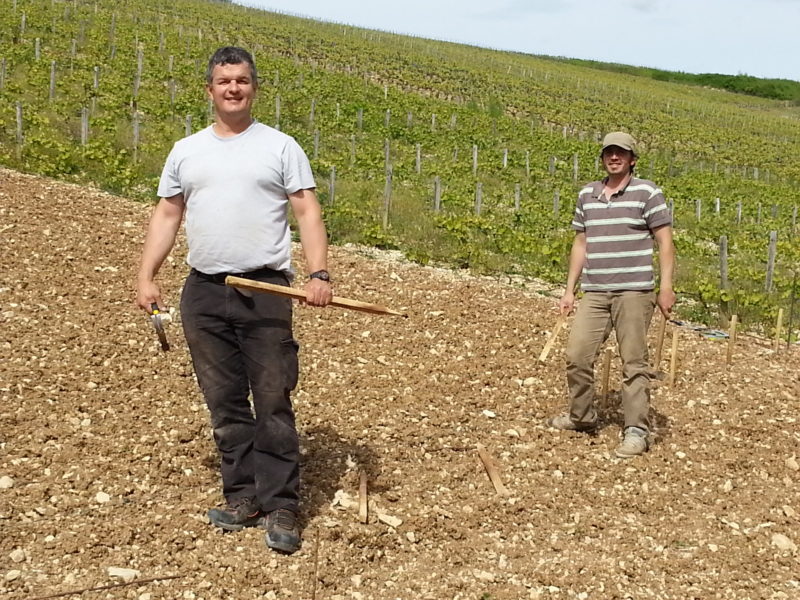 TRAVAUX DE LA VIGNE