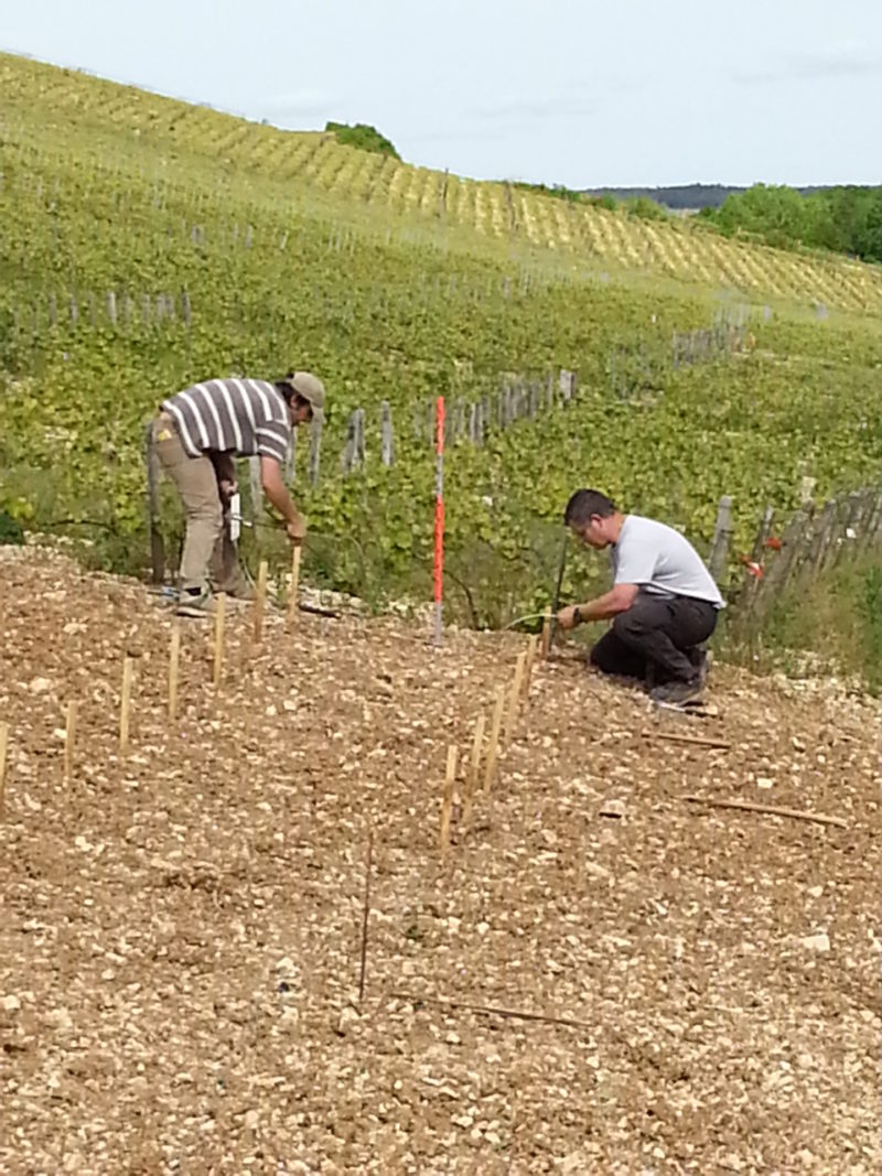 TRAVAUX DE LA VIGNE