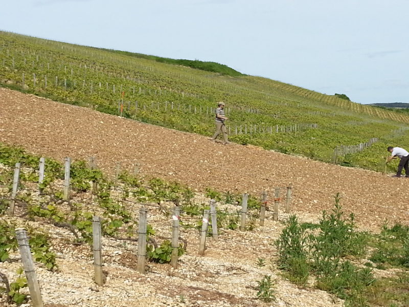 TRAVAUX DE LA VIGNE