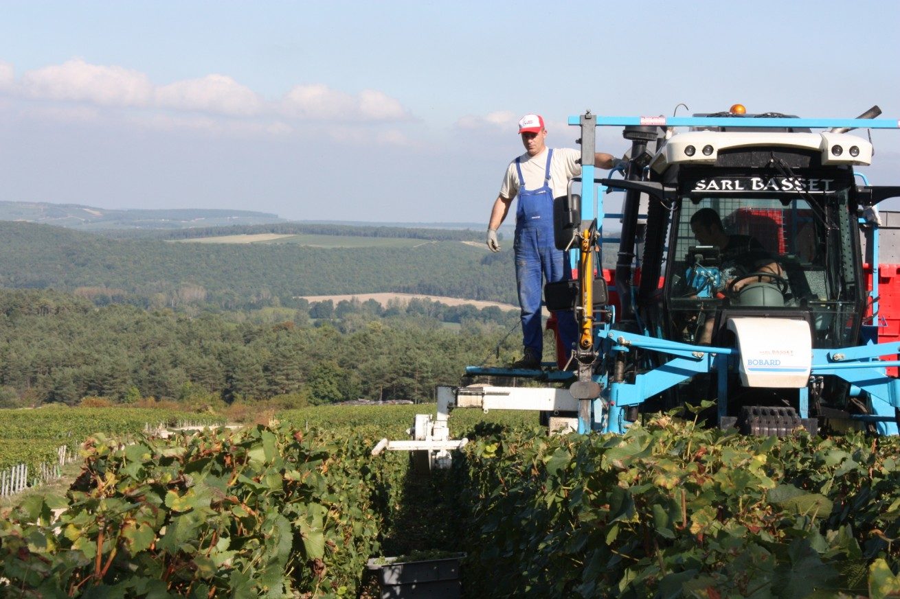 LES VENDANGES AUX CHAMPAGNES HORIOT PÈRE ET FILS – LES RICEYS