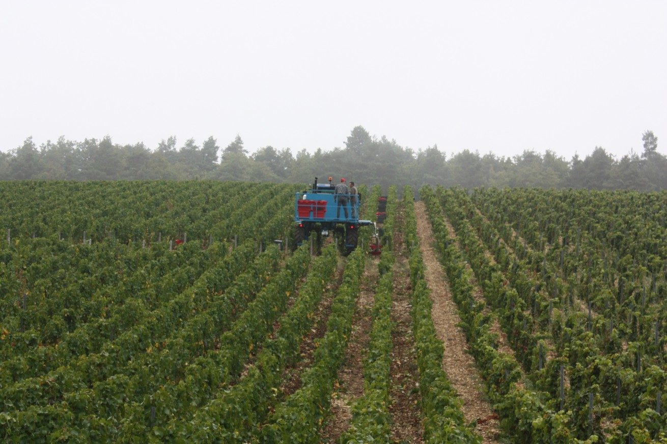 LES VENDANGES AUX CHAMPAGNES HORIOT PÈRE ET FILS – LES RICEYS