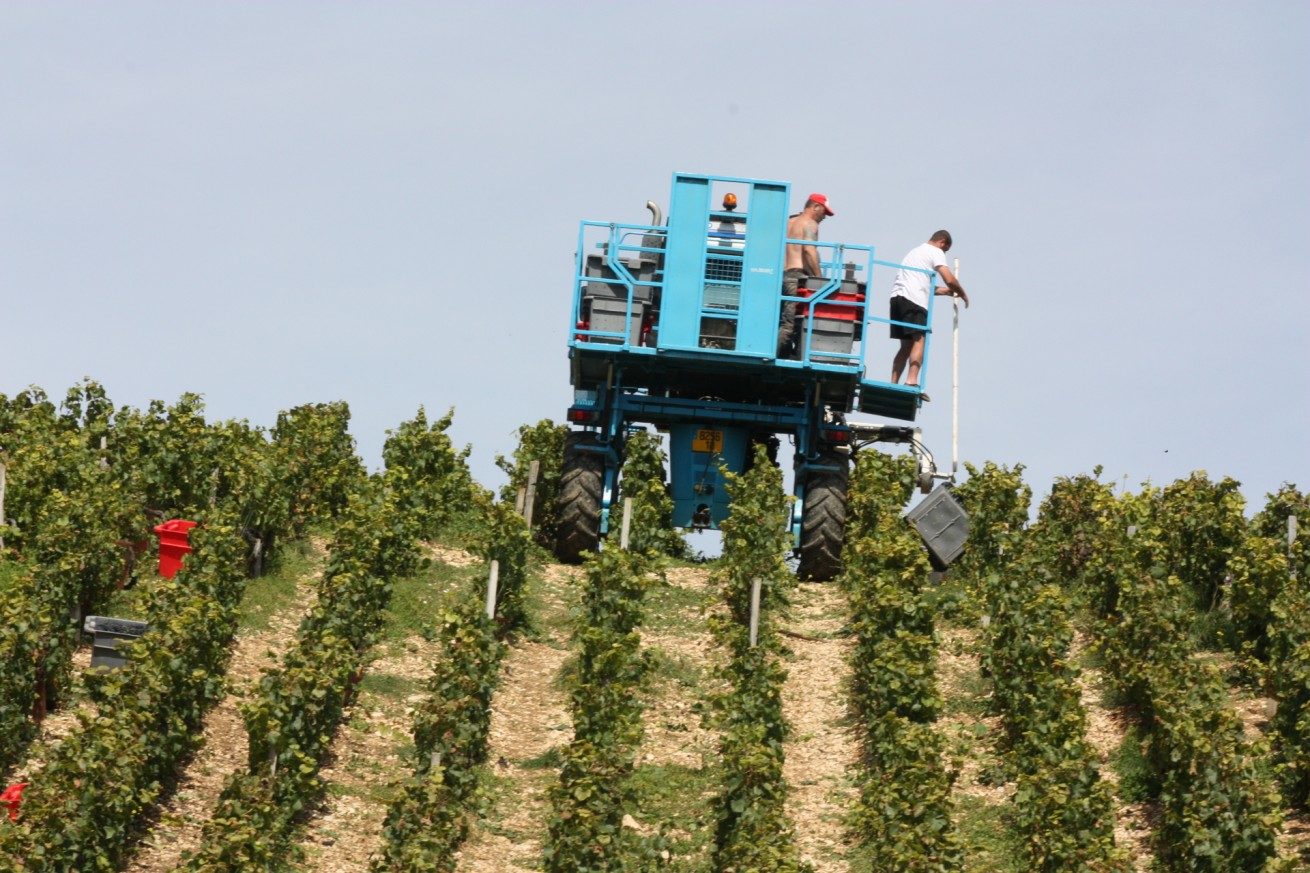 LES VENDANGES AUX CHAMPAGNES HORIOT PÈRE ET FILS – LES RICEYS