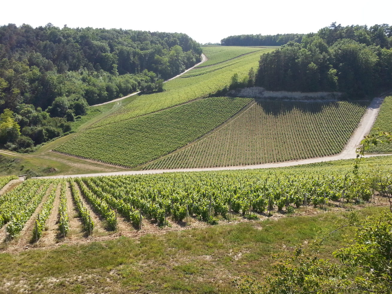 PAYSAGES VITICOLES LES RICEYS – + GRAND TERROIR DE CHAMPAGNE – COTE DES BAR