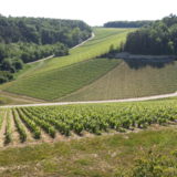 PAYSAGES VITICOLES LES RICEYS - + GRAND TERROIR DE CHAMPAGNE - COTE DES BAR