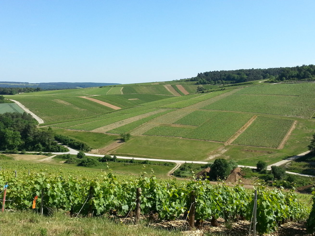 PAYSAGES VITICOLES LES RICEYS – + GRAND TERROIR DE CHAMPAGNE – COTE DES BAR