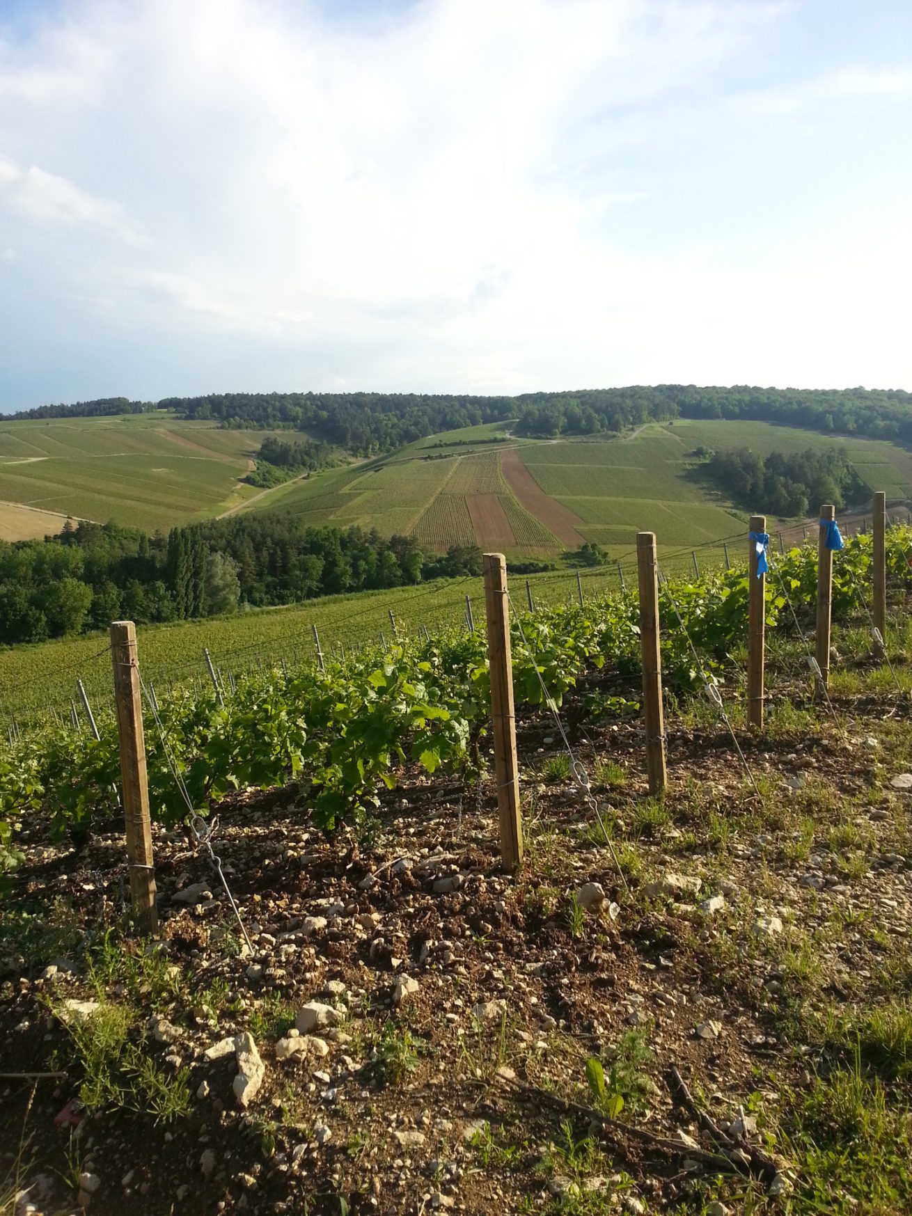 PAYSAGES VITICOLES LES RICEYS – + GRAND TERROIR DE CHAMPAGNE – COTE DES BAR