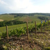 PAYSAGES VITICOLES LES RICEYS - + GRAND TERROIR DE CHAMPAGNE - COTE DES BAR