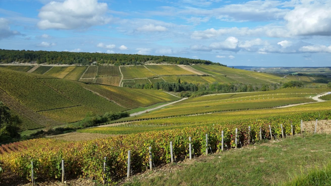 PAYSAGES VITICOLES LES RICEYS – + GRAND TERROIR DE CHAMPAGNE – COTE DES BAR