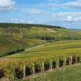PAYSAGES VITICOLES LES RICEYS - + GRAND TERROIR DE CHAMPAGNE - COTE DES BAR
