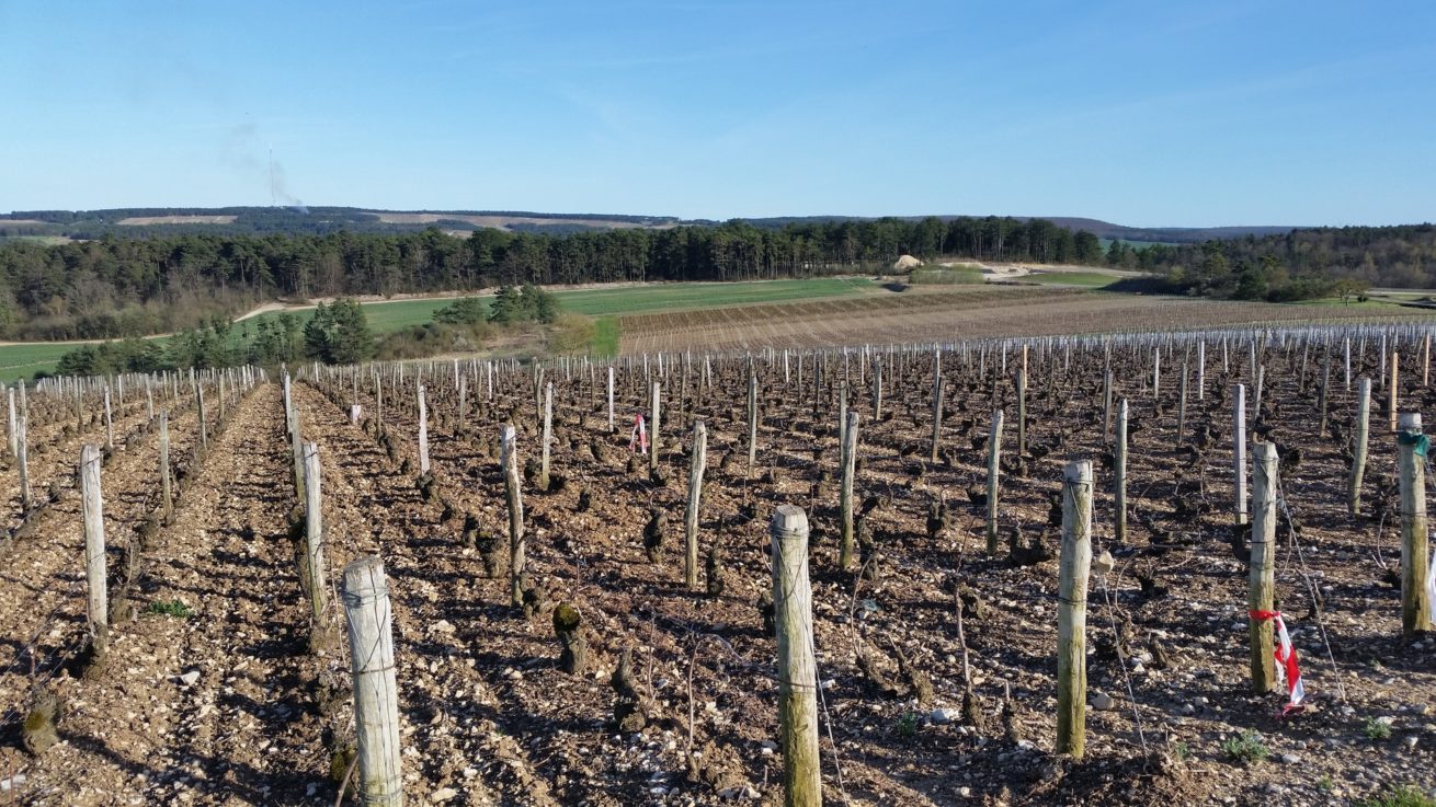 PAYSAGES VITICOLES LES RICEYS – + GRAND TERROIR DE CHAMPAGNE – COTE DES BAR