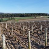 PAYSAGES VITICOLES LES RICEYS - + GRAND TERROIR DE CHAMPAGNE - COTE DES BAR