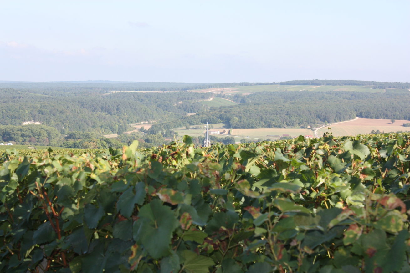 PAYSAGES VITICOLES LES RICEYS – + GRAND TERROIR DE CHAMPAGNE – COTE DES BAR