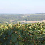 PAYSAGES VITICOLES LES RICEYS - + GRAND TERROIR DE CHAMPAGNE - COTE DES BAR
