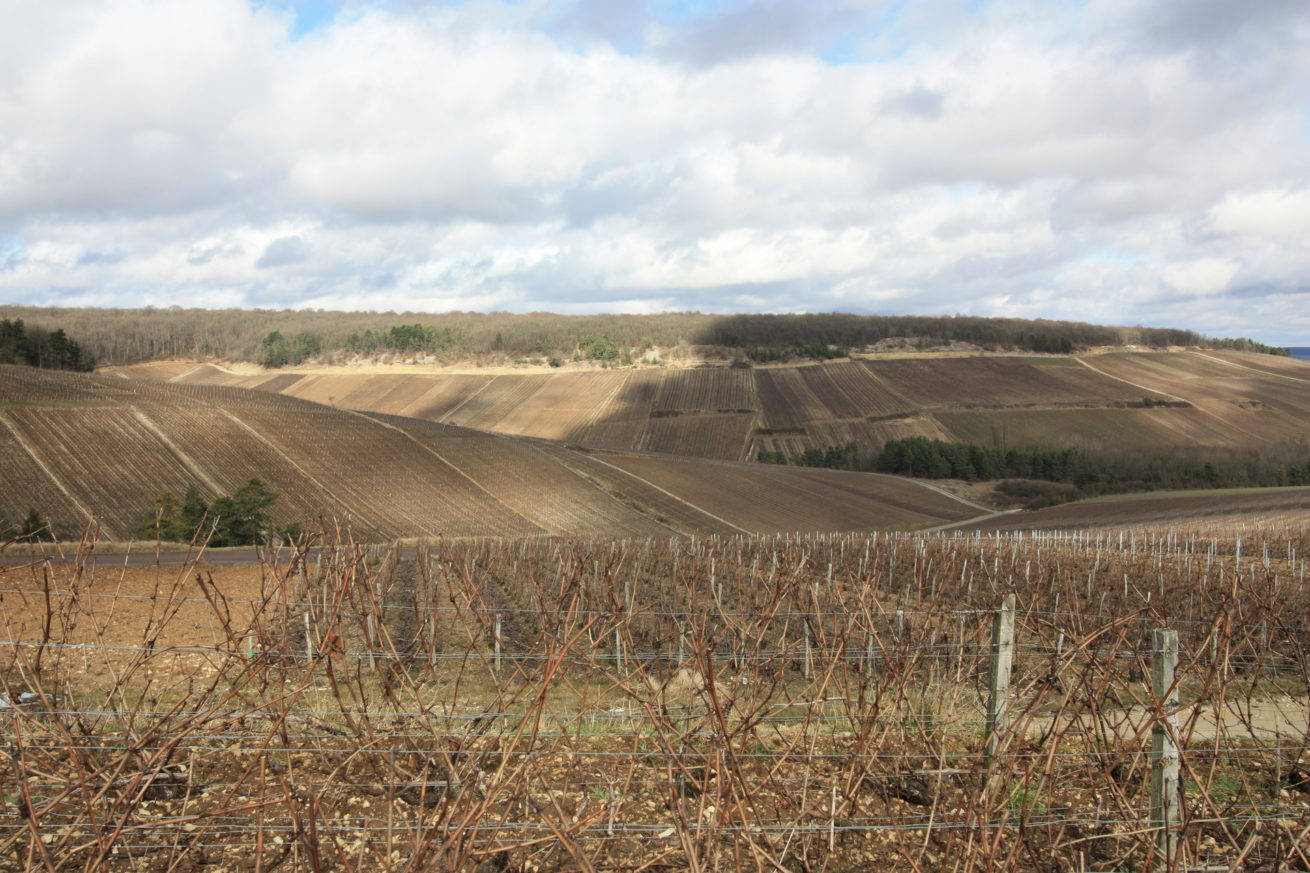 PAYSAGES VITICOLES LES RICEYS – + GRAND TERROIR DE CHAMPAGNE – COTE DES BAR