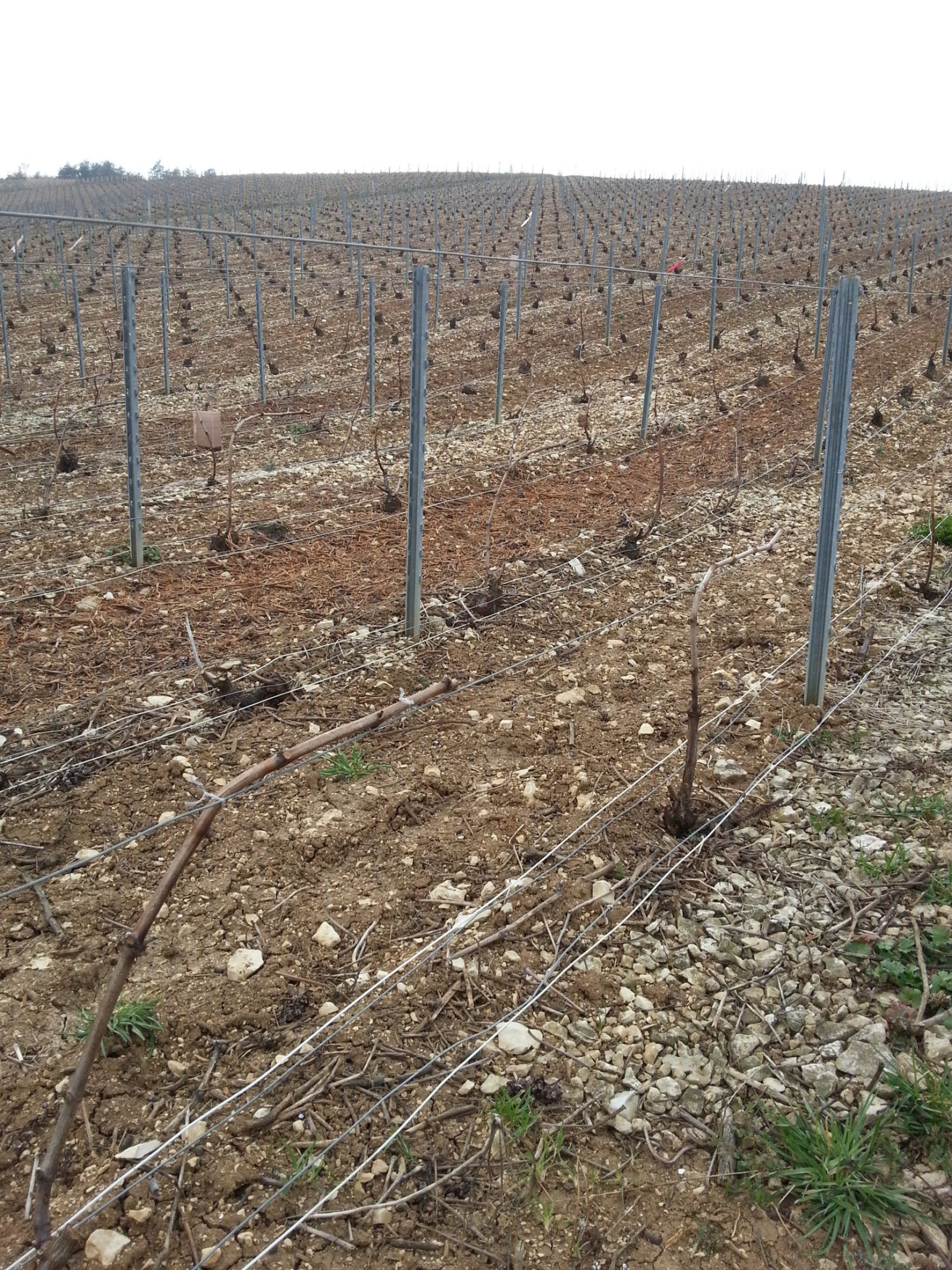 PAYSAGES VITICOLES LES RICEYS – + GRAND TERROIR DE CHAMPAGNE – COTE DES BAR