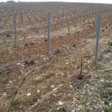 PAYSAGES VITICOLES LES RICEYS - + GRAND TERROIR DE CHAMPAGNE - COTE DES BAR