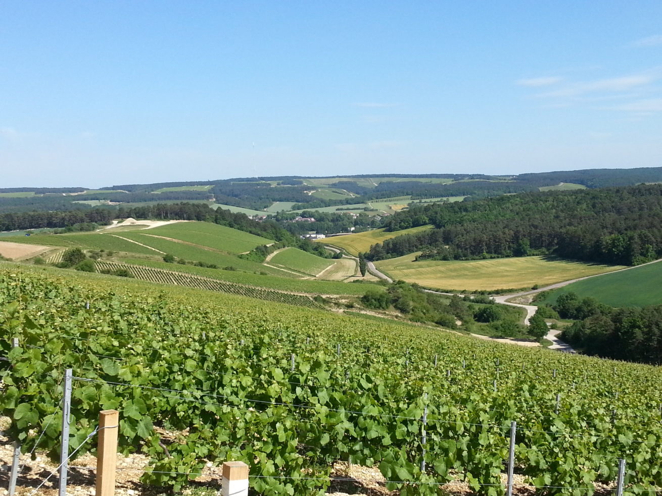 PAYSAGES VITICOLES LES RICEYS – + GRAND TERROIR DE CHAMPAGNE – COTE DES BAR