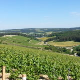 PAYSAGES VITICOLES LES RICEYS - + GRAND TERROIR DE CHAMPAGNE - COTE DES BAR