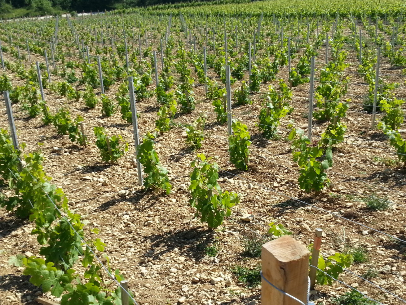 PAYSAGES VITICOLES LES RICEYS – + GRAND TERROIR DE CHAMPAGNE – COTE DES BAR