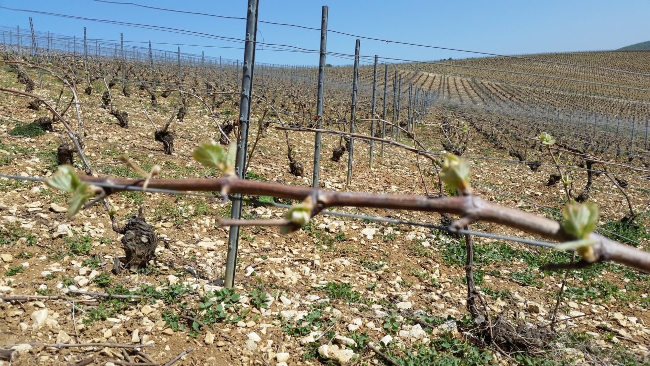 VIGNOBLE CHAMPAGNE HORIOT PÈRE ET FILS LES RICEYS – COTE DES BAR