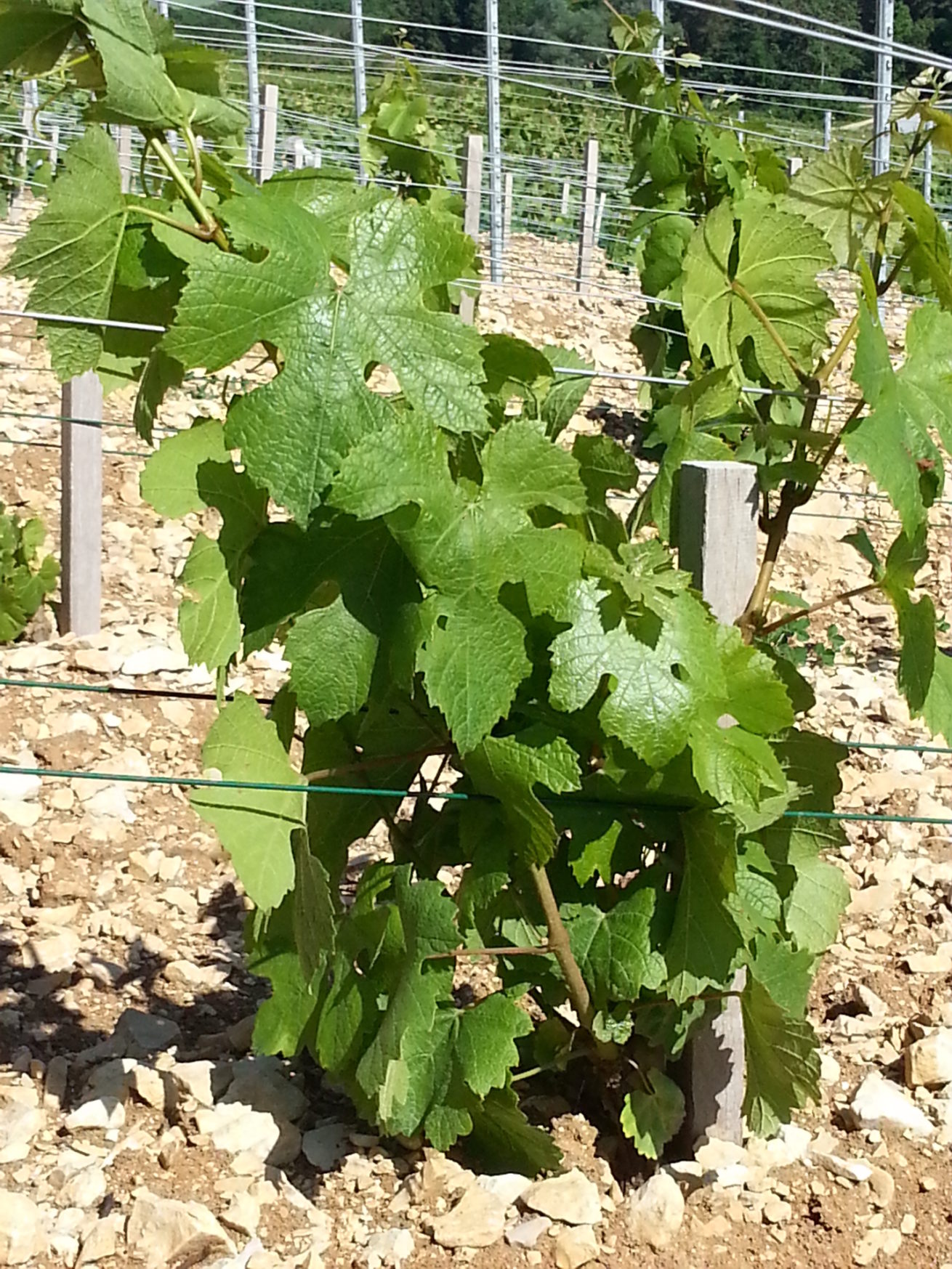 VIGNOBLE CHAMPAGNE HORIOT PÈRE ET FILS LES RICEYS – COTE DES BAR