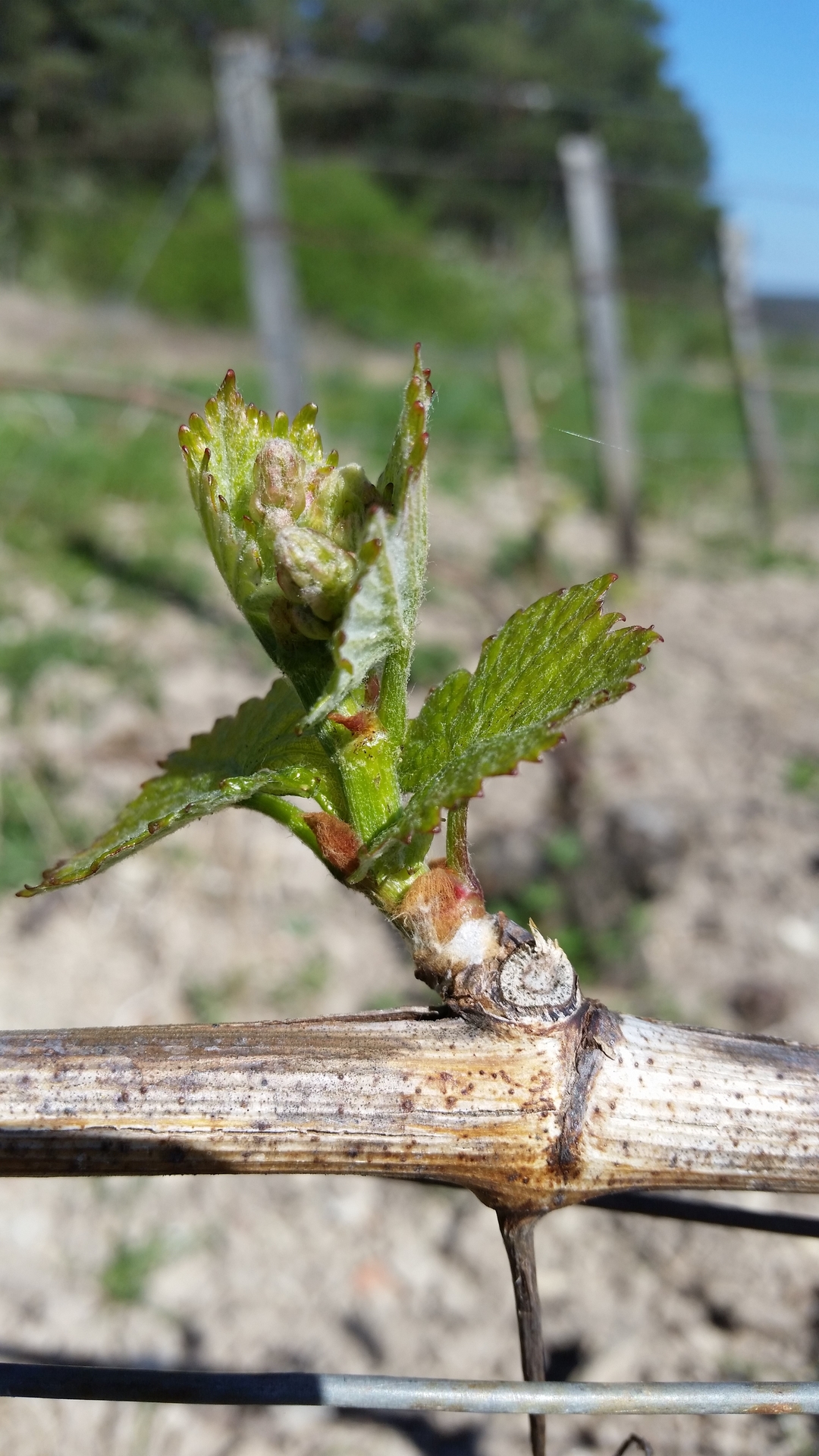 VIGNOBLE CHAMPAGNE HORIOT PÈRE ET FILS LES RICEYS – COTE DES BAR